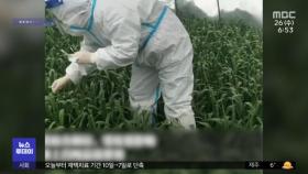 [이슈톡] 마늘도 핵산 검사‥중국의 황당한 코로나 방역