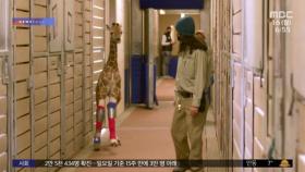 [투데이 와글와글] 다리 보조기 차고 처음 걷게 된 미국 새끼 기린