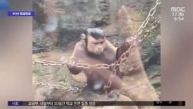 [투데이 와글와글] '합성이 아닙니다' 중국, 사람 닮은 원숭이