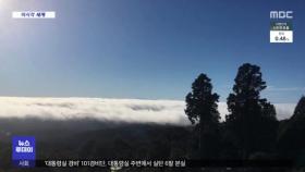 [이 시각 세계] 칠레 나무, 최고 5천484살 추정