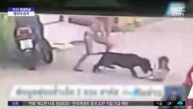 [투데이 와글와글] 무게 70kg 맹견의 습격‥ 태국서 2살 아이 중상