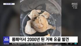 [이 시각 세계] 폼페이서 2000년 된 거북 유골 발견