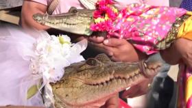 [World Now_영상] 7살 악어와 시장과의 이색 결혼식