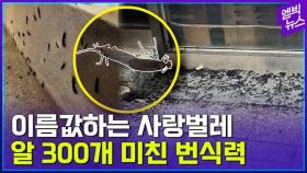 [엠빅뉴스] 로맨틱한 '사랑 벌레' 대폭발 비상..서울 초토화 우려