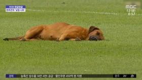 [와글와글] '경기가 지루하네' 축구장 난입해 잠든 강아지