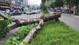 [영상M] 폭우·강풍에 쓰러진 가로수, 차량 덮쳐 3명 부상