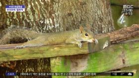 [와글와글] 바닥에 대자로 '철퍼덕'‥뻗어버린 다람쥐들