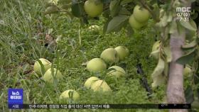 수확이 눈앞인데 태풍에 과일 '우수수'