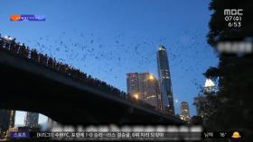 [와글와글] 중국 쓰촨성 지진 전조?‥박쥐, 수천 마리 도심 습격
