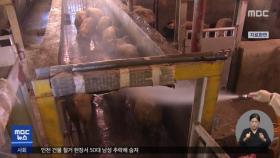 춘천 아프리카돼지열병 추가 확진‥감염 비상
