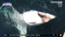 [와글와글] 상어의 가공할 점프력‥낚싯배 안으로 '쏙'