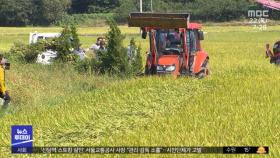 쌀값 폭락에 논 갈아엎어‥'성난 농심' 확산