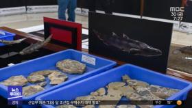 [이 시각 세계] 턱 있는 물고기‥고대 '유악 어류' 화석 발견