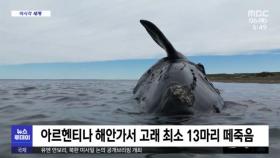 [이 시각 세계] 아르헨티나 해안가서 고래 최소 13마리 떼죽음