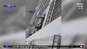 [와글와글] 베란다 실외기에 비둘기 모이 주는 아랫집