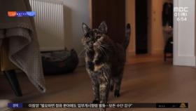 [와글와글] '사람 나이 120살'‥기네스북 오른 27살 고양이