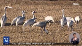 올해도 철원평야 찾은 '겨울 진객' 두루미