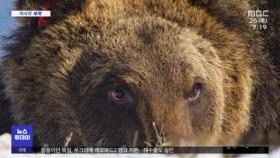 [이 시각 세계] 이탈리아 명물 갈색곰 사망‥슬픔에 빠진 주민들