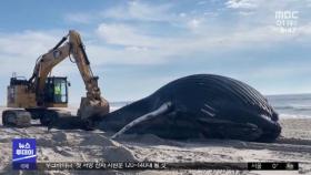 [이 시각 세계] 미국 뉴욕 해변가로 밀려온 11m 혹등고래 사체