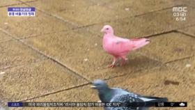 [와글와글] 뉴욕에서 구조된 '분홍 비둘기'‥정체는?