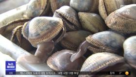 제철 맞은 남해안 '새조개'‥미식가 유혹
