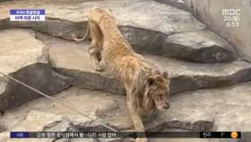 [와글와글] 뼈가 앙상하게 드러난 중국 동물원 사자