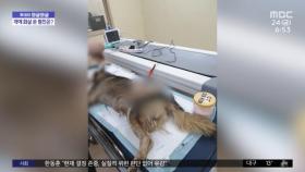 [와글와글] 떠돌이 개에 화살 쏜 40대‥7개월 만에 검거