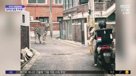 [와글와글] 목격 영상에 패러디까지‥얼룩말 탈출 여진 계속