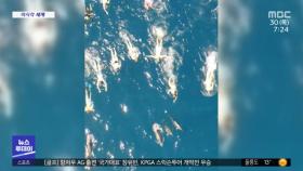 [이 시각 세계] 하와이서 야생 돌고래 괴롭힌 수영선수들 적발