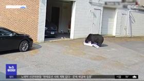 [이 시각 세계] 미국 빵집에 찾아온 흑곰 한 마리