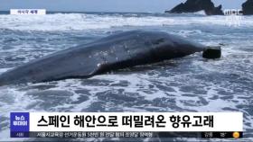 [이 시각 세계] 스페인 해안으로 떠밀려온 향유고래