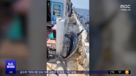 낚시로 잡은 3m 상어의 역공‥배 위로 '펄쩍'