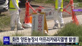 화천 양돈농장서 아프리카돼지열병 발생