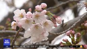 4년 만에 돌아온 '벚꽃 축제'‥다음 주 초 절정