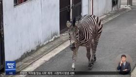 2살 얼룩말 '탈출 소동'‥주택가 3시간 활보