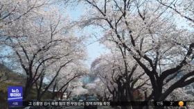5㎞ 벚꽃터널 장관‥남녘은 분홍빛 세상