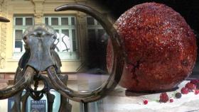 [이 시각 세계] 4천 년 전 멸종한 매머드로 만든 '대왕 미트볼'