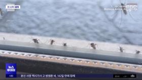 [이 시각 세계] 부에노스아이레스 점령한 모기떼