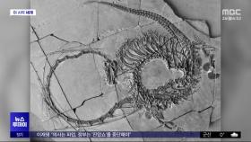 [이 시각 세계] 전설의 용? 중국서 2억 4천만 년 전 파충류 화석 발견