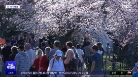 [이 시각 세계] 이상 기후에 2주 일찍 핀 워싱턴 벚꽃