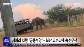 [이 시각 세계] 사파리 차량 '공중부양'‥화난 코끼리에 속수무책
