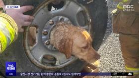 [이 시각 세계] 타이어 구멍에 머리 넣었다 끼어버린 개