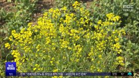 벚꽃에 이어 '유채꽃'마저‥축제 줄줄이 취소