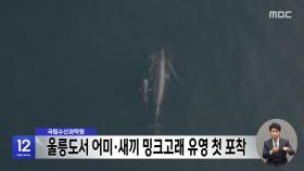 국립수산과학원, 울릉도서 어미·새끼 밍크고래 유영 첫 포착
