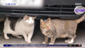 [와글와글] 고양이 76마리 죽인 남성, 징역 1년 2개월 실형