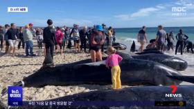 [이 시각 세계] 호주 해변에 고래 160마리 좌초