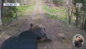 용달차 덮친 곰, 격투 벌인 곰‥일본 곳곳서 곰 출몰에 '공포'
