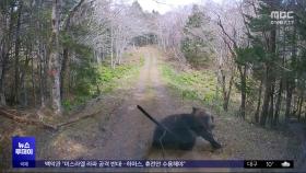 위험천만 일본 산길‥야생곰 출몰 '공포'