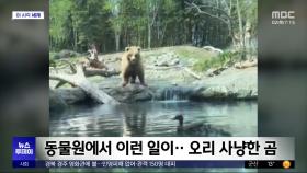 [이 시각 세계] 동물원에서 이런 일이‥오리 사냥한 곰