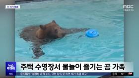 [이 시각 세계] 주택 수영장서 물놀이 즐기는 곰 가족